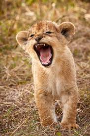 Photograph of a lion cub practicing its roar!